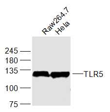 1 - TLR5 Rabbit pAb AP52325
