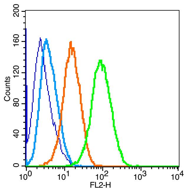 0 - PERK Rabbit pAb AP52332