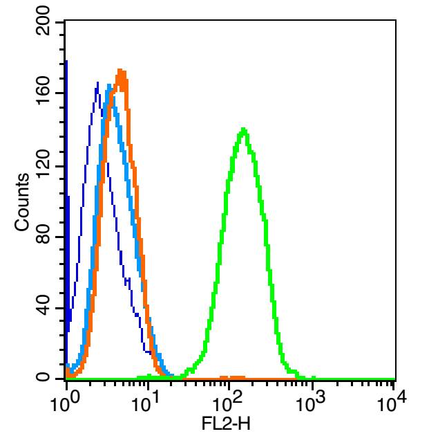 0 - GAB2 Rabbit pAb AP52339