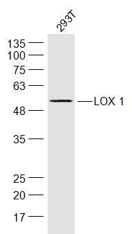 1 - LOX 1 Rabbit pAb AP52341