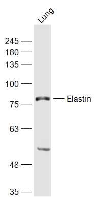 1 - Elastin Rabbit pAb AP53492