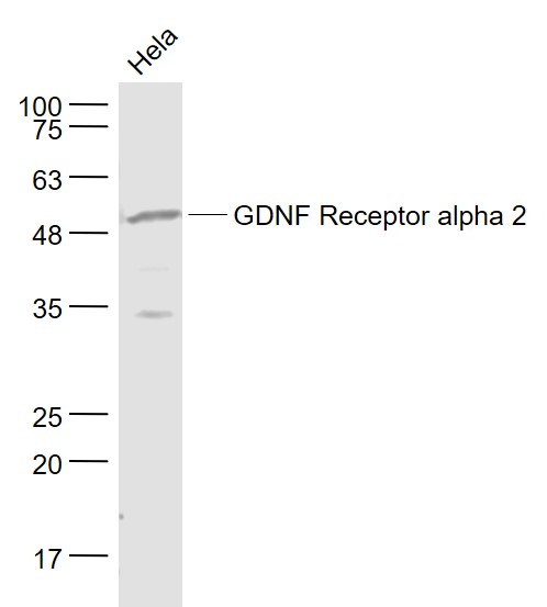 1 - GDNF Receptor alpha 2 Rabbit pAb AP54180