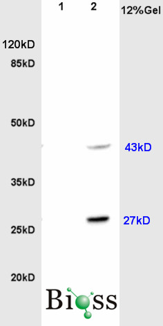 1 - HOXc8 Rabbit pAb AP54196