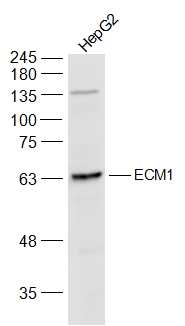 1 - ECM1 Rabbit pAb AP54209
