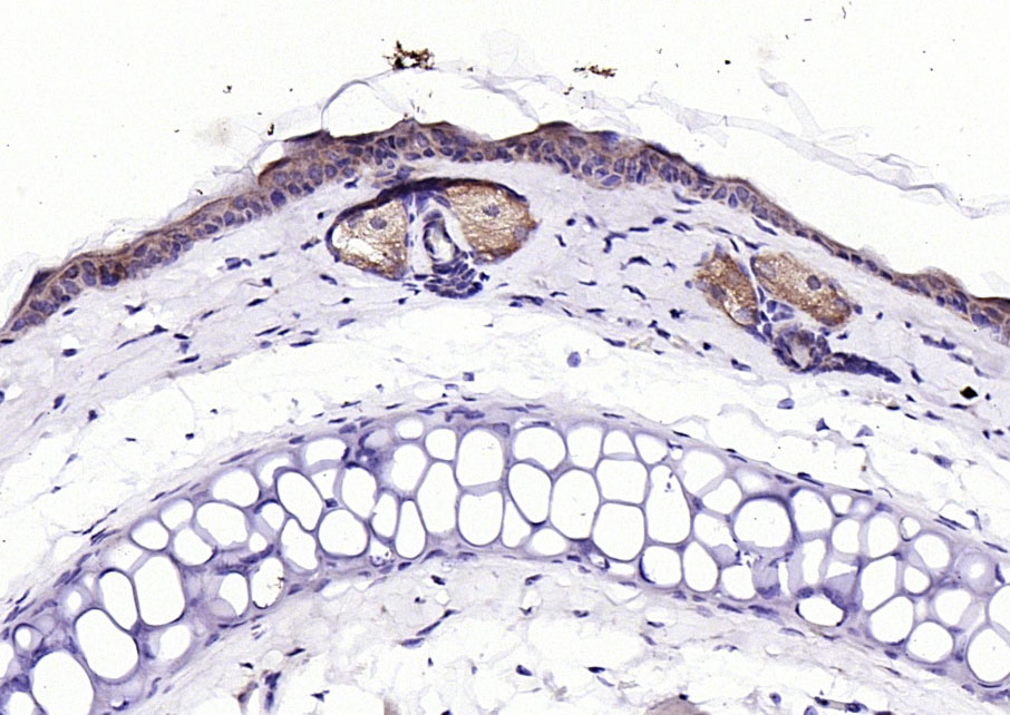 14 - ECM1 Rabbit pAb AP54209