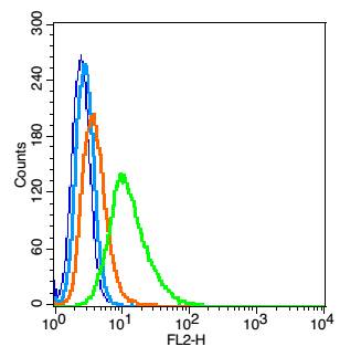 0 - Brain2 Rabbit pAb AP54226