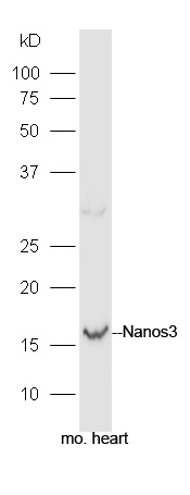 1 - Nanos3 Rabbit pAb AP54237