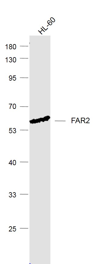 1 - FAR2 Rabbit pAb AP54241