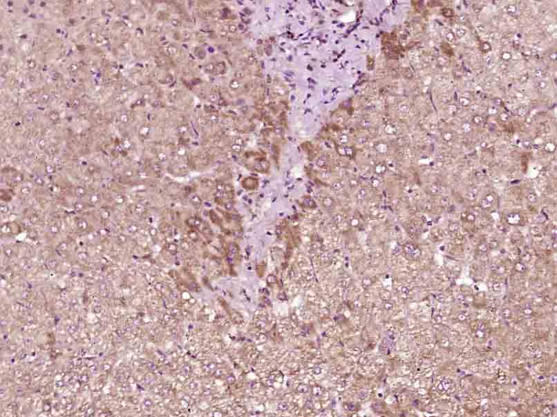 14 - IL-9 Rabbit pAb AP54262