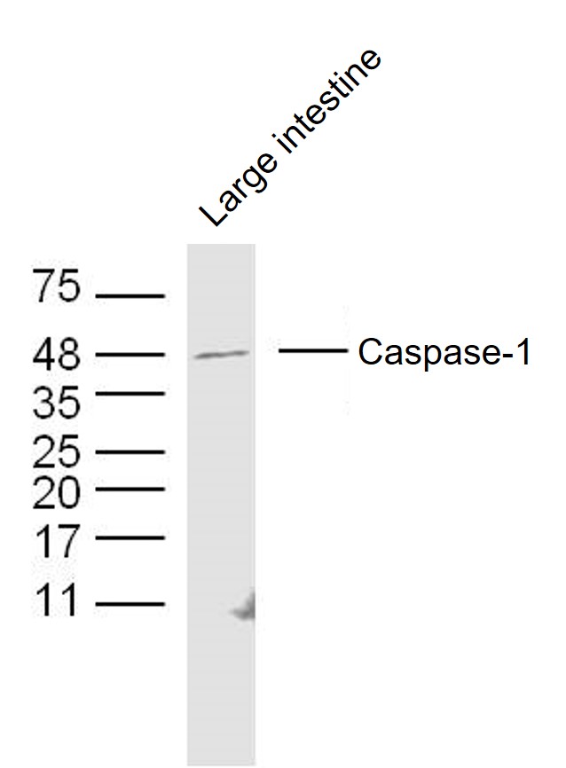1 - Caspase-1 p20 Rabbit pAb AP54266