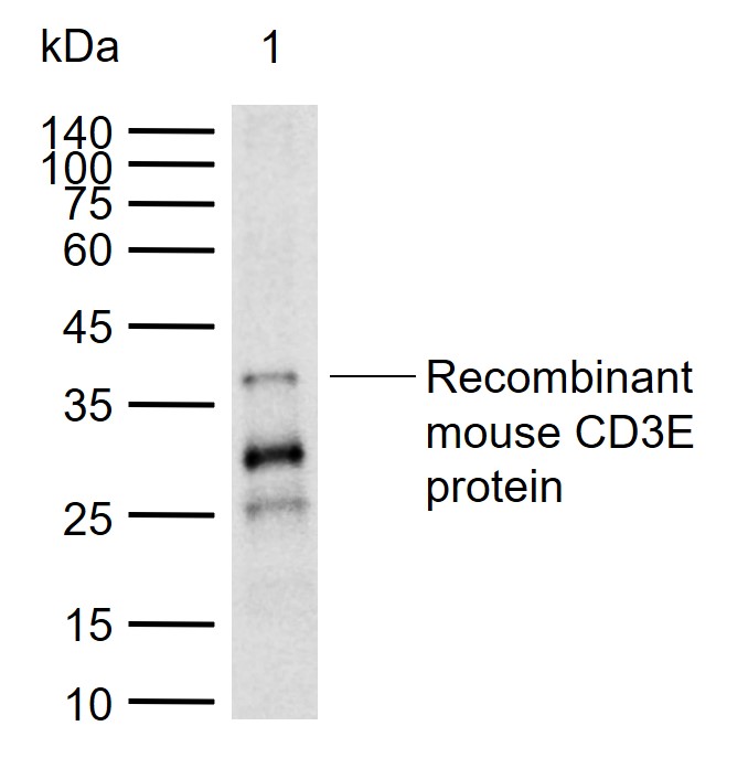1 - CD3 Rabbit pAb AP54278