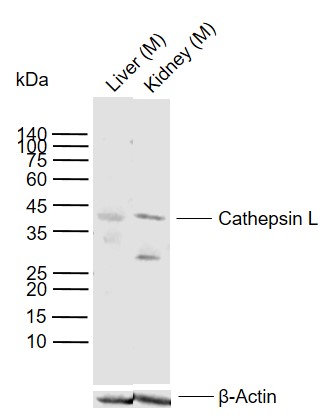 1 - Cathepsin L(heavy chain) Rabbit pAb AP54282