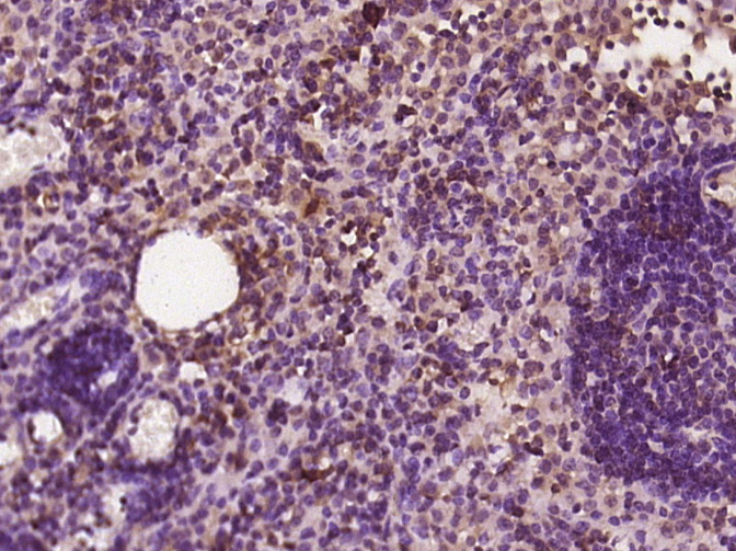 14 - DNA Polymerase delta, catalytic subunit Rabbit pAb AP54287