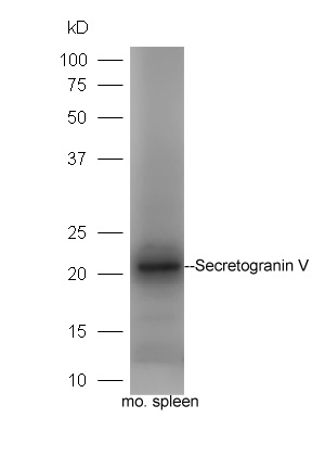1 - Secretogranin V Rabbit pAb AP54307