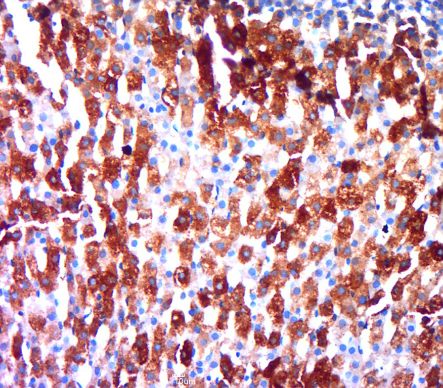 14 - Secretogranin V Rabbit pAb AP54307