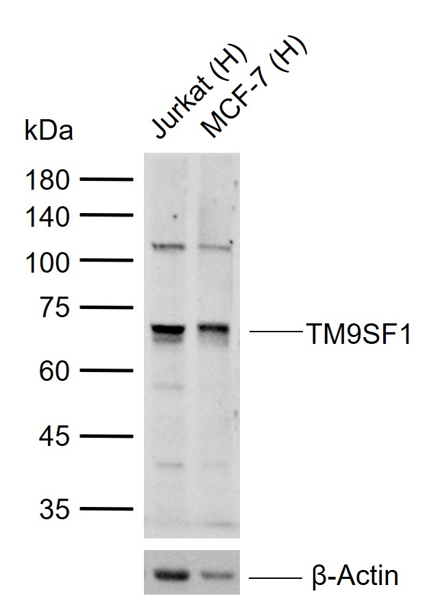 1 - TM9SF1 Rabbit pAb AP54309