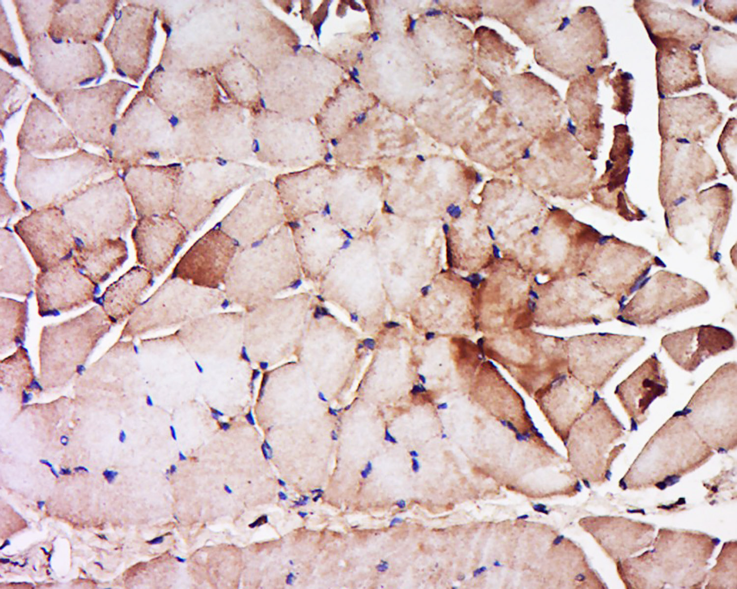 14 - Myosin-3 Rabbit pAb AP54317