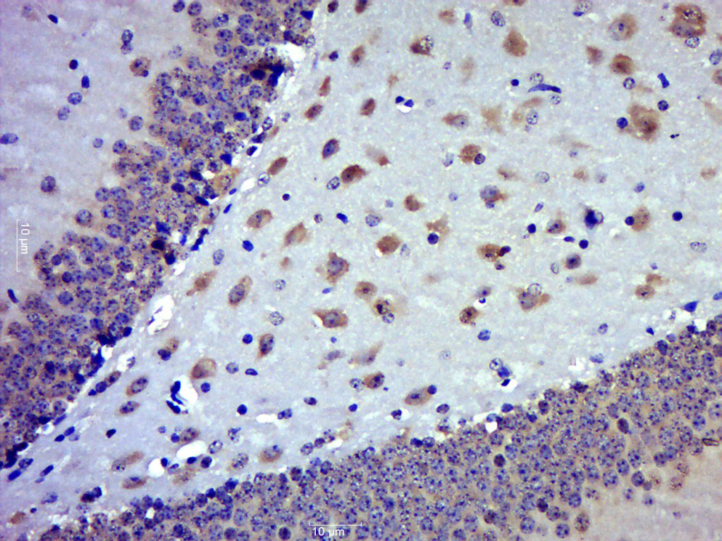 14 - Myosin-10 Rabbit pAb AP54319