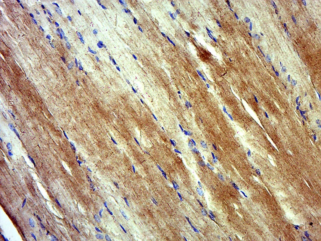 14 - Myosin-13 Rabbit pAb AP54320