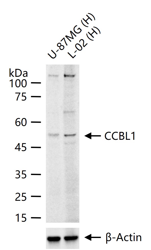 1 - CCBL1 Rabbit pAb AP54327