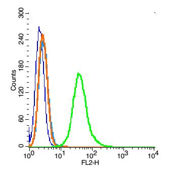 0 - FAM61B Rabbit pAb AP54333