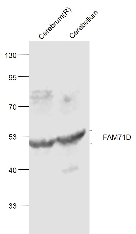 1 - FAM71D Rabbit pAb AP54337