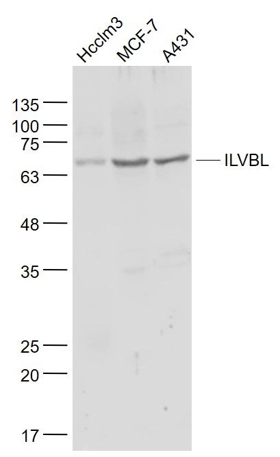 1 - ILVBL Rabbit pAb AP54341