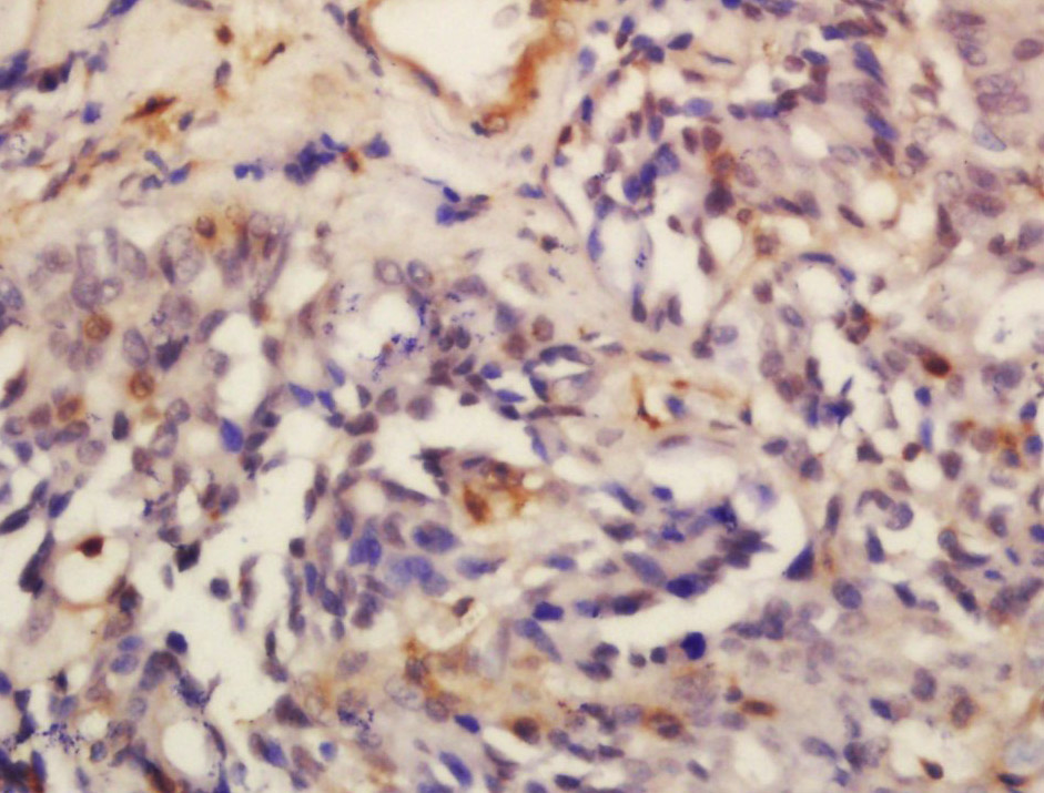14 - STAU2 Rabbit pAb AP54351