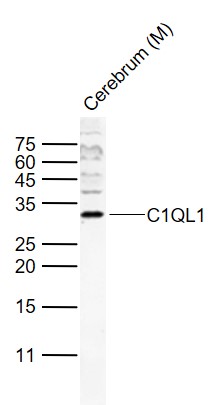 1 - C1QL1 Rabbit pAb AP54354