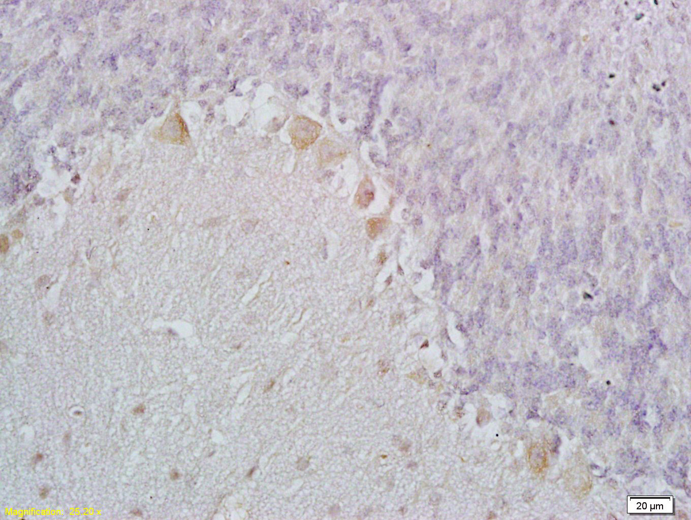 14 - C1QL1 Rabbit pAb AP54354