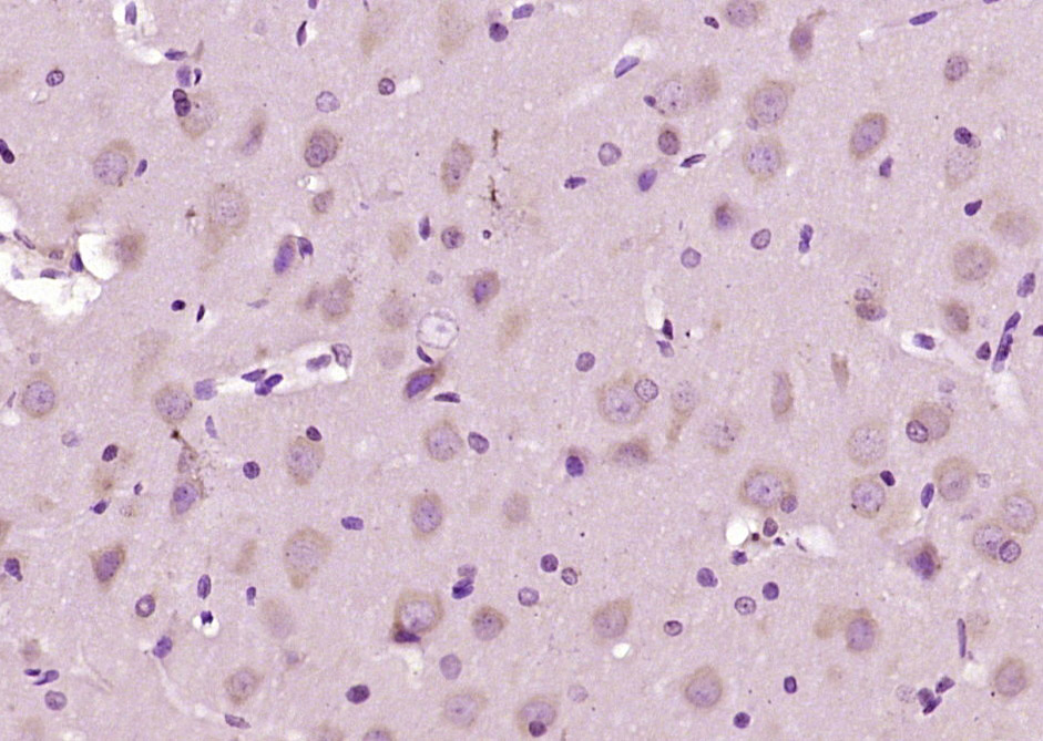 14 - CNTNAP3 Rabbit pAb AP54363