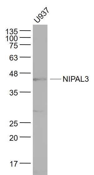 1 - NIPAL3 Rabbit pAb AP54371
