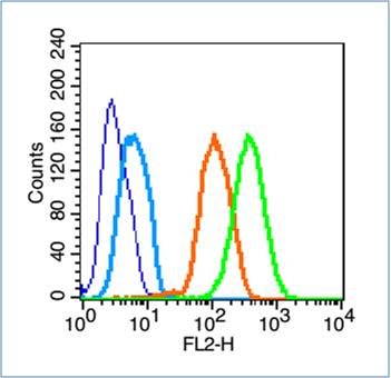 0 - NLGN2 Rabbit pAb AP54372