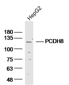 1 - PCDH8 Rabbit pAb AP54382