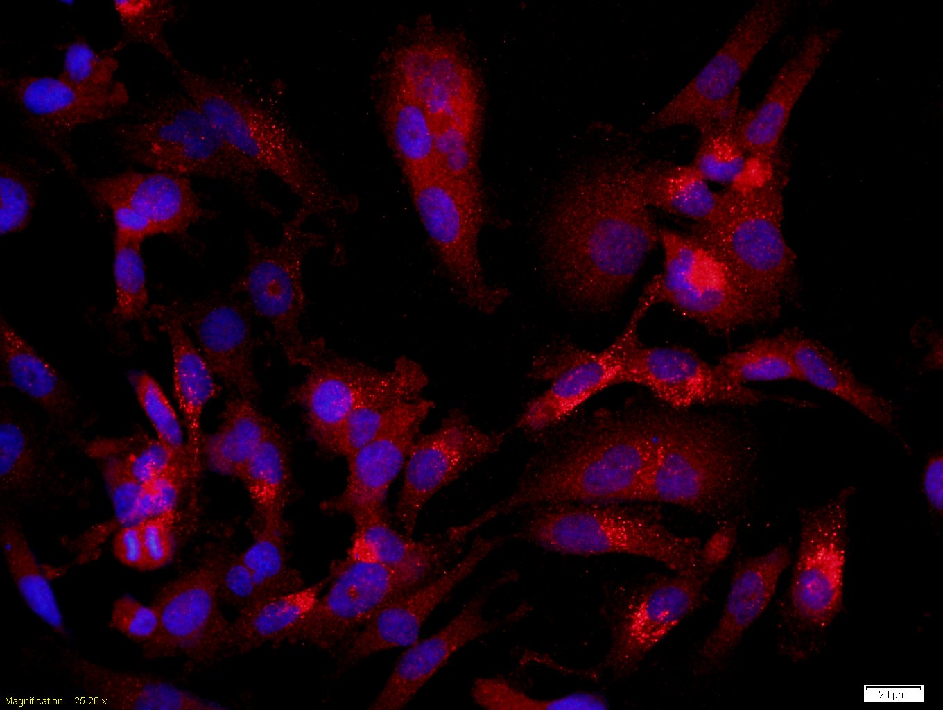 0 - CASPR Rabbit pAb AP54391