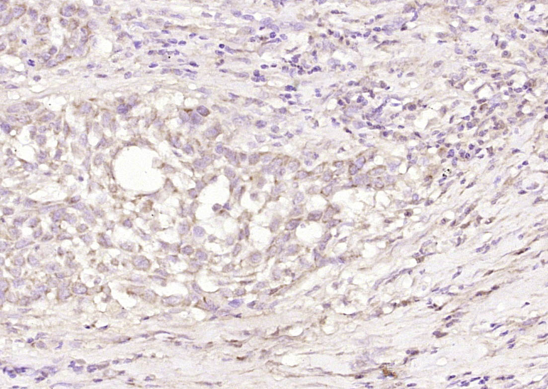 14 - SPRR3 Rabbit pAb AP54409