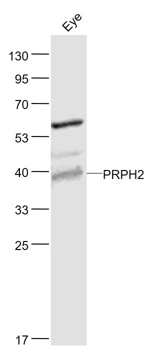1 - PRPH2 Rabbit pAb AP54422