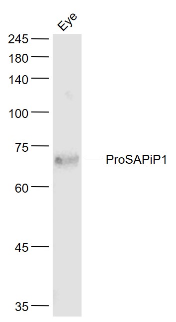 1 - ProSAPiP1 Rabbit pAb AP54423