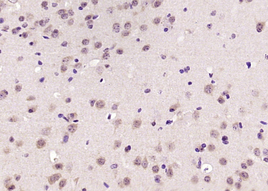 14 - Exportin 5 Rabbit pAb AP54428