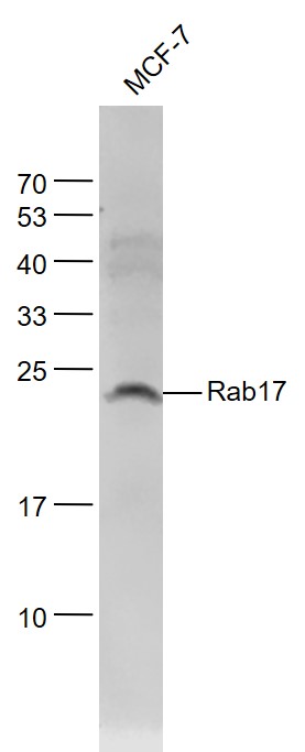 1 - Rab17 Rabbit pAb AP54433