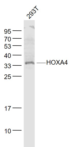 1 - HOXA4 Rabbit pAb AP54447