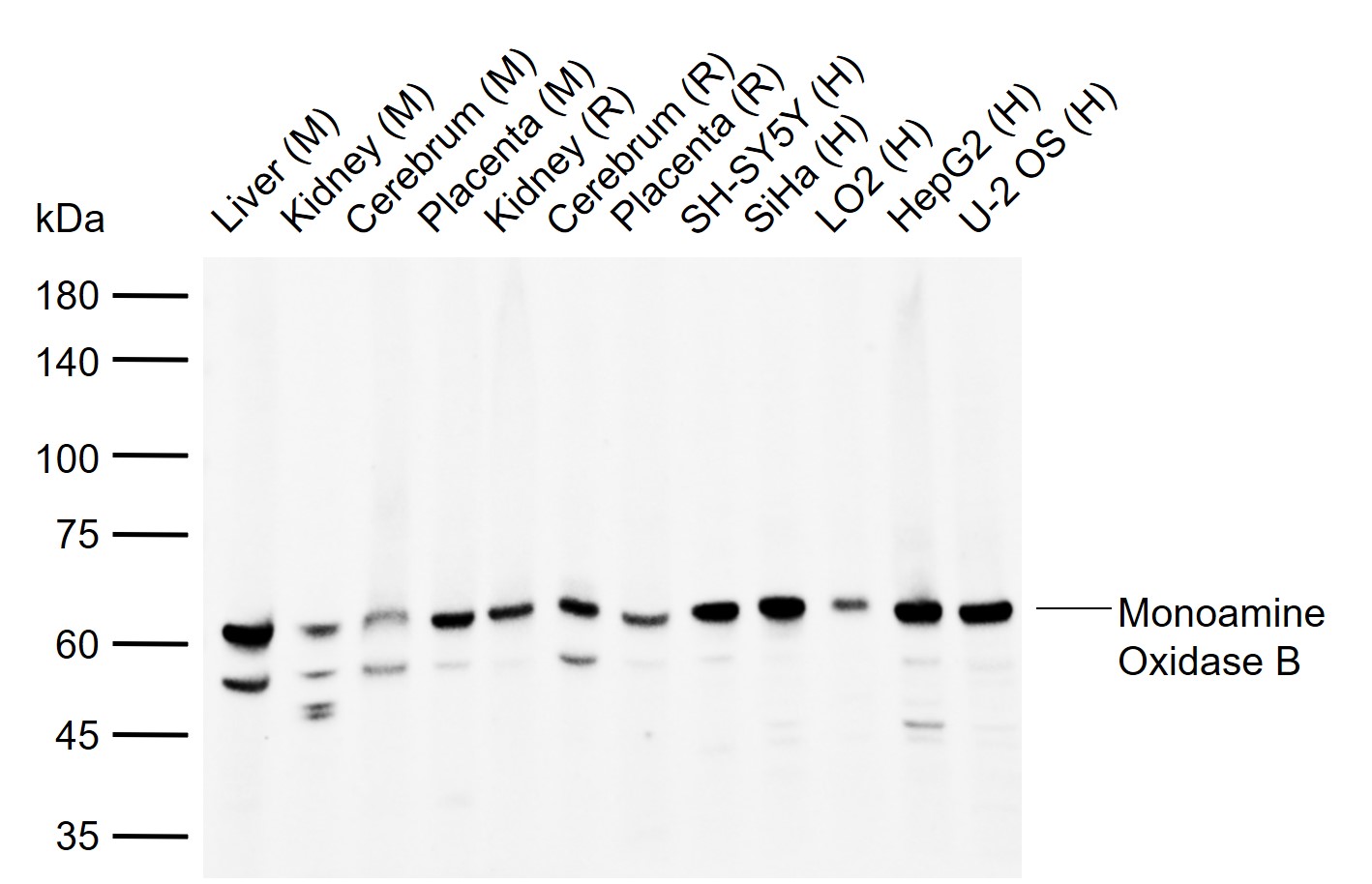 1 - Monoamine Oxidase B Rabbit pAb AP54448