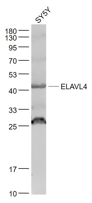 1 - ELAVL4 Rabbit pAb AP54453