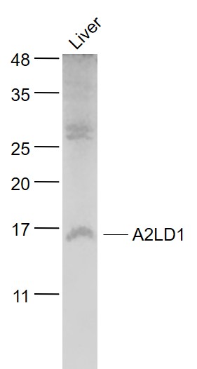 1 - A2LD1 Rabbit pAb AP54477