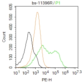 0 - EXOC3 Rabbit pAb AP54486