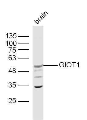 1 - GIOT1 Rabbit pAb AP54489
