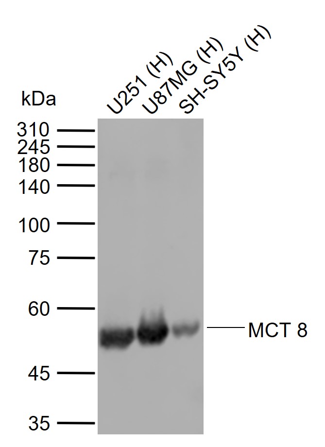 1 - MCT 8 Rabbit pAb AP54501