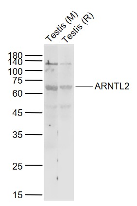 1 - ARNTL2 Rabbit pAb AP54505