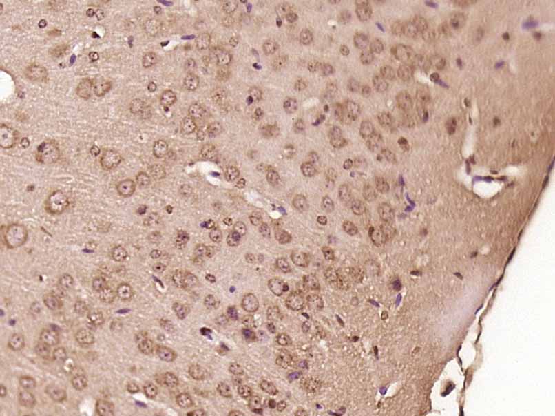 14 - SPAG16 Rabbit pAb AP54520