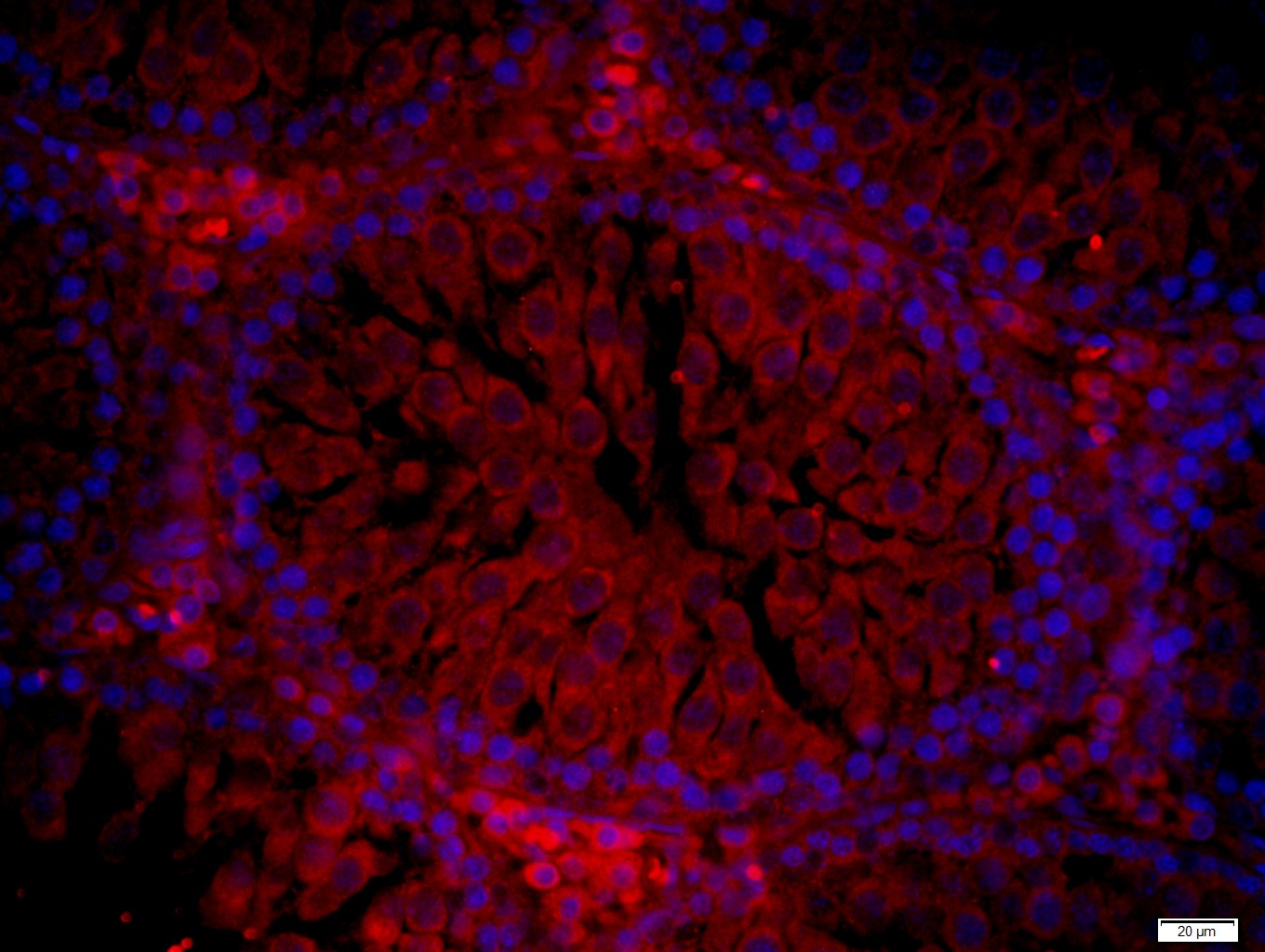 3 - NPW/Neuropeptide W Rabbit pAb AP54535